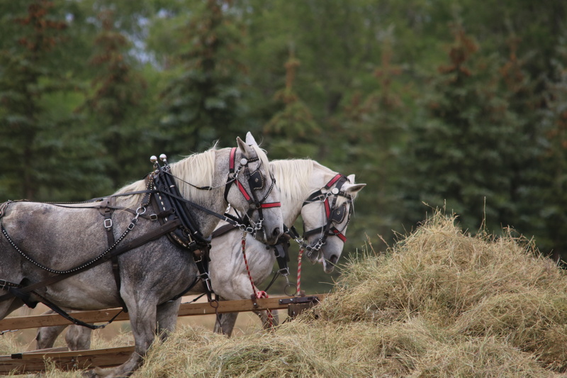 cavalry, north dakota, horses, draft team, domestic, land, percheron, horse, livestock, plant, working animal, domestic animals, countryside, tree, summer