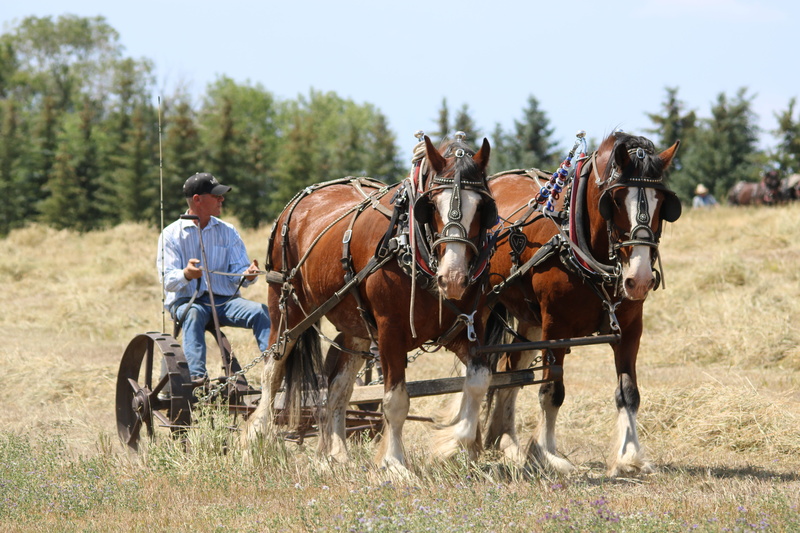 usa, outdoors, grass, man, vertebrate, leisure activity, rockeman, draught team, day, 5K, one person, equipment, plant, mammal, riding, pets, pulling