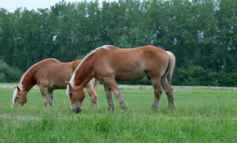domestic, land, animal wildlife, draft, livestock, nature, pasture, agriculture, pets, field, domestic animals, day, grazing, vertebrate, plant, 5K, herbivorous