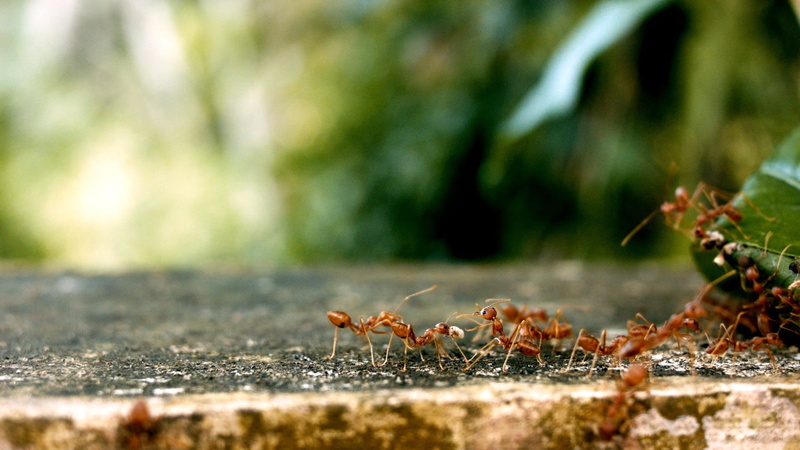 no people, fire, surface level, surface, animals in the wild, insect, nature, animal wildlife, team, photography, selective, one animal, teamwork, selective focus