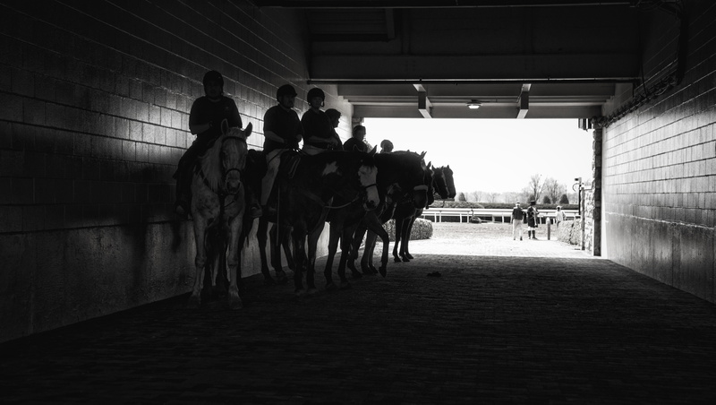 action, crowd, walking, animal wildlife, domestic animals, domestic, men, race tunnel, competitor, mammal, 5K, gambling, horse, sport, group of people