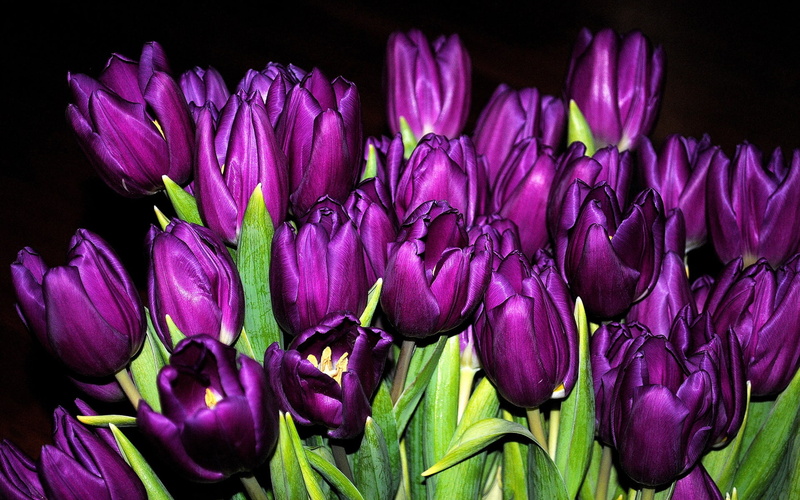 1080P, Black, Purple, Up, Close, Flowers, Tulips, Many, Background