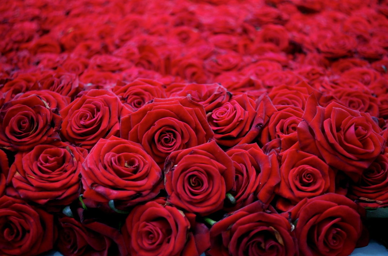 rose, bunch of flowers, petal, beautiful, flower market, red, abundance, elegance, flowering plant, fragility, leaf, 2K, flower Head, nature, beauty, no people
