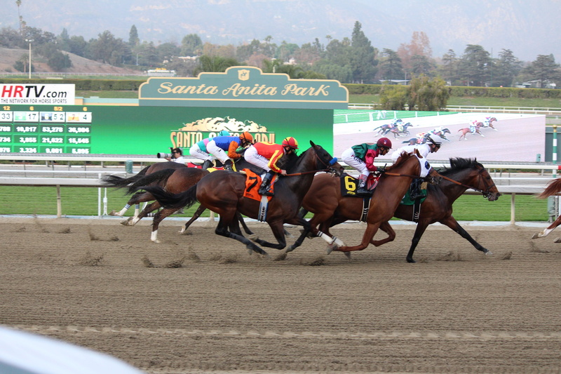 outdoors, Horse Race, competition, success, horse, japan, thoroughbred Horse, excitement, sports Race, Finish Line, horse Racing, japan Racing Association