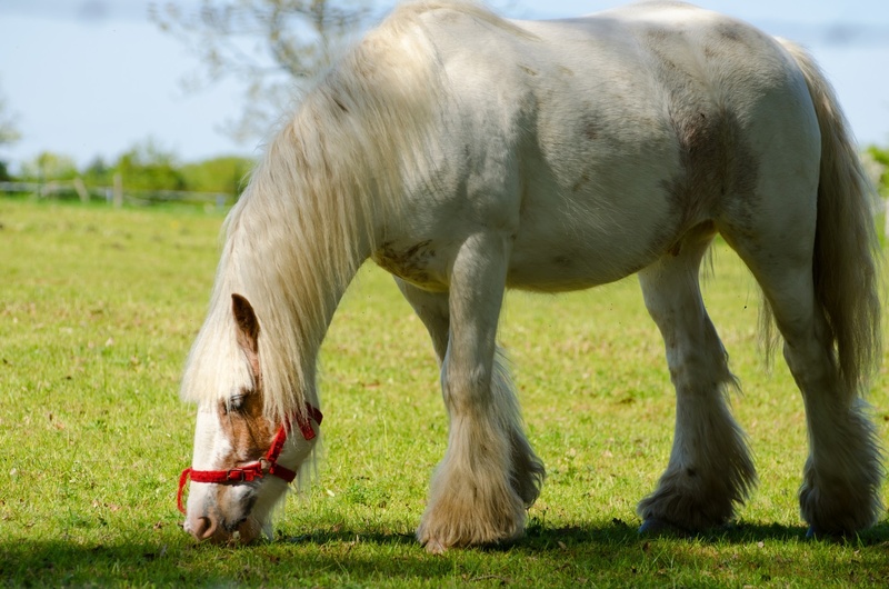 grazing, look, graze, eat, proud, domestic animals, race, animal head, animal themes, outdoors, field, no people, livestock, day, paint, agriculture, herbivorous
