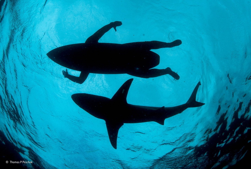 photography, animal wildlife, animals, no people, contests, silhouette, sea, shark, aquatic sport, winner, 1080P, swimming, animal themes, sport, group of animals