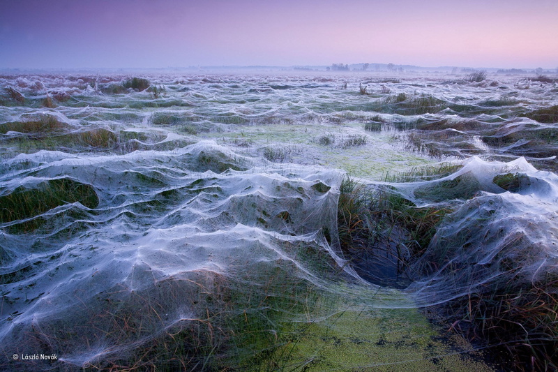 sea, painting, trees, white, no people, spiderwebs, rock - object, winner, cloud - sky, abstract, plants, swamp, rock, photography, nature, motion, plant