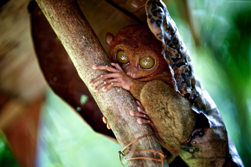 Tarsier, Philippines, wildlife, National Geographic Traveler Photo Contest, 1080P