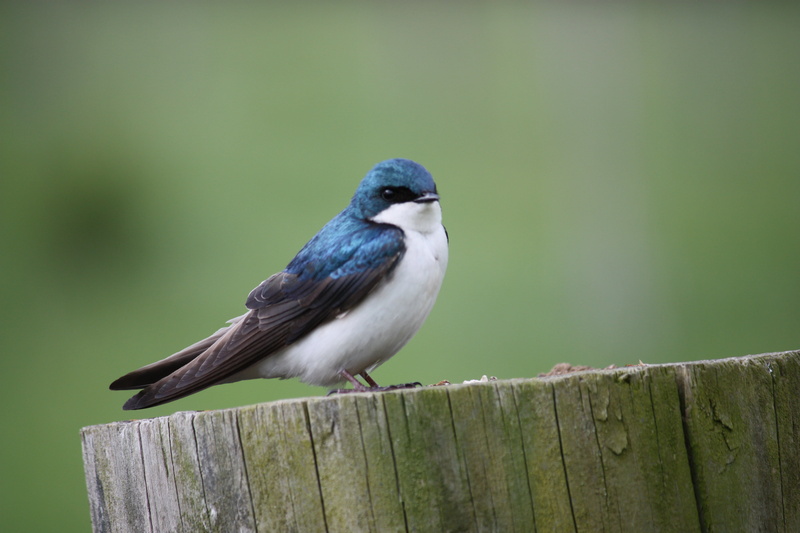 nature, bird, Blue Bird, 4K, beak, birds, animal, photo  contest, state  park, blue, shenandoah  river, untitled, wildlife, outside