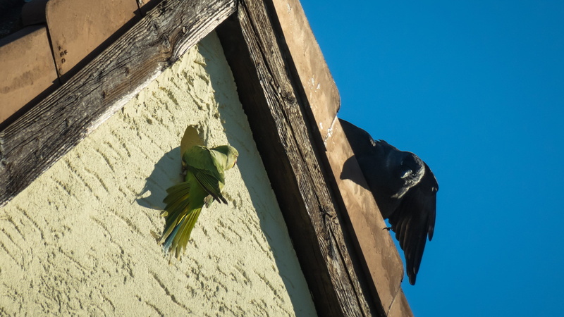 built structure, dispute, 4K, lurking, animal themes, fight, one animal, rivalry, parrot, architecture, mammal, revier fight, opponents, outdoors, necked parakeet