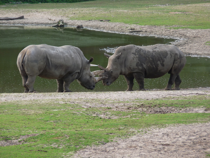 rhinoceros, environment, africa, animal themes, big game, rhino, nature, white rhino, opponents, animal wildlife, animal, mammal, domestic animals, group of animals