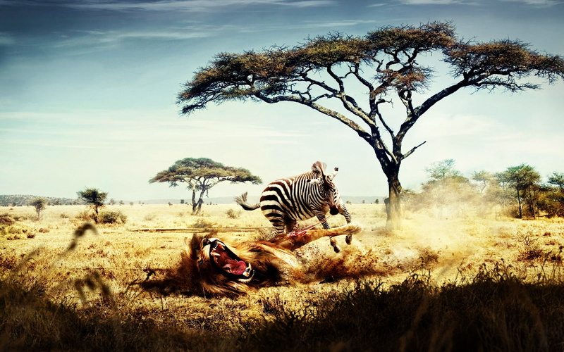 fight, zebra, 1080P, opposite, lion, roles