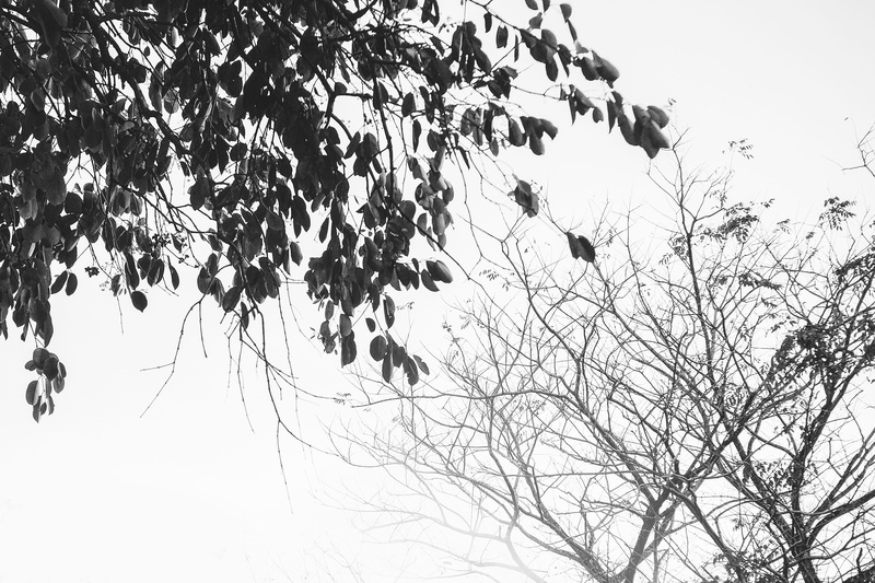perching, life and death, plant, no people, day, 4K, animal wildlife, branch, growth, philippines, animals in the wild, trees, clear sky