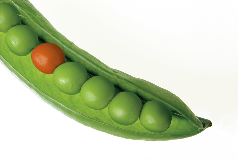 not belong, still life, pod, one of these things, stand out, green, odd, contrast, peas, seed, dieting, freshness, nutrition, fresh, alone, food and drink