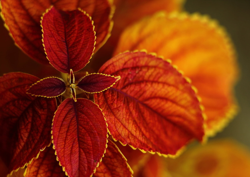 focus on foreground, orange, leafed, 1080P, no people, day, leaf vein, leaf, selective focus, natural pattern, bush, change, orange color, autumn, plants