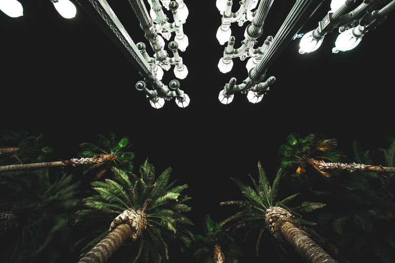 opposites, arecaceae, light bulb, tree, luxury, outdoors, land, palm tree, glowing, green color, architecture, jungle, angle, electricity, photo, ceiling