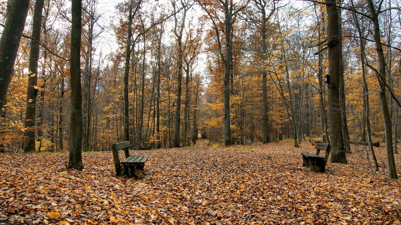 change, tree trunk, day, land, plant part, plant, tranquility, tranquil scene, Autumn, woodland, Park, seat, outdoors, no people, Emptiness, tree, leaf