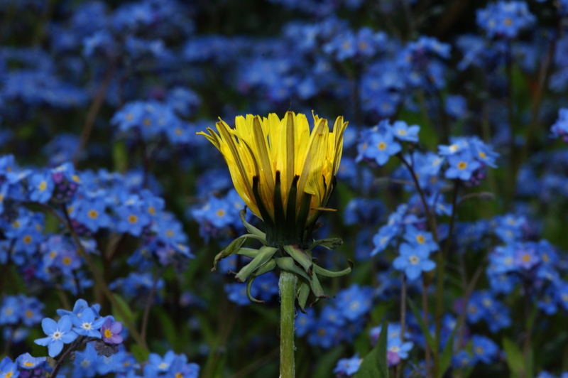 growth, color, garden, focus on foreground, springtime, fragility, yellow flower, yellow, dandelion, vulnerability, plant, day, no people, gardening, colors