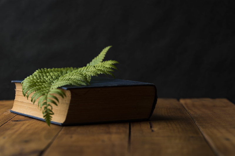 contrast, still life, green, 5K, indoors, blue, old book, brown, wooden, oppose, leaf, surface, black background, nature, book, close-up, fern, read, studio shot
