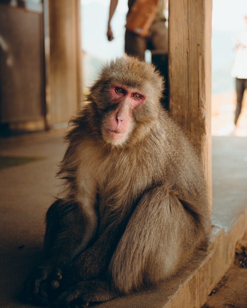 road, wildlife, focus on foreground, animal hair, animal wildlife, portrait, no people, building, face, monkey, 4K, mouth, floor, looking at camera, person