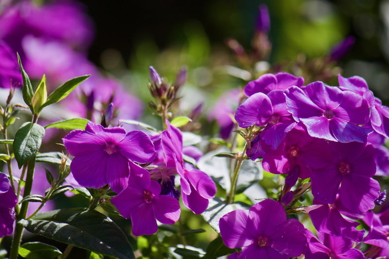 flower, summer, blossom, outdoors, close-up, bloom, sunlight, beauty in nature, 4K, botany, growth, focus on foreground, no people, garden, freshness