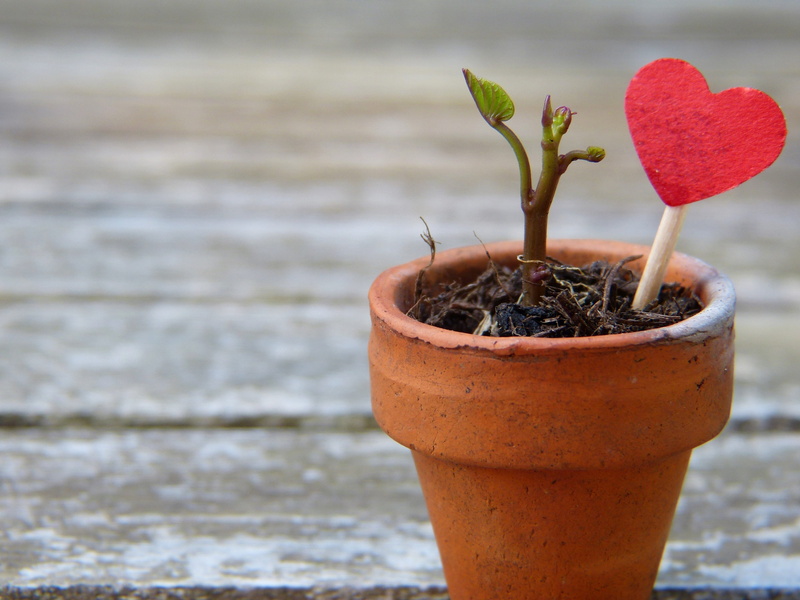 confidence, grow, stumped, close-up, new beginning, cold temperature, small, wood - material, focus on foreground, hope, spring, strive, courage, earth