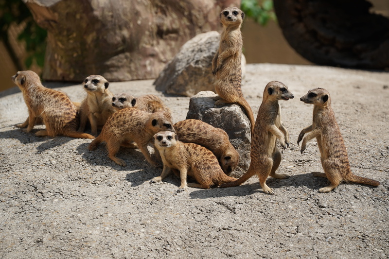 mammal, land, herd, no people, watch, 5K, sit, cute, animals in the wild, family, photography, vigilant, meerkats, desert, dry, selective, horde, nature