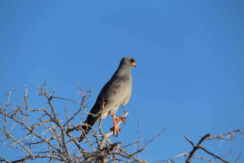 supervisor, mourning dove, evening light, copy space, raptor, safari, animal, animals in the wild, plant, tree, one animal, bare tree, perching, sperber