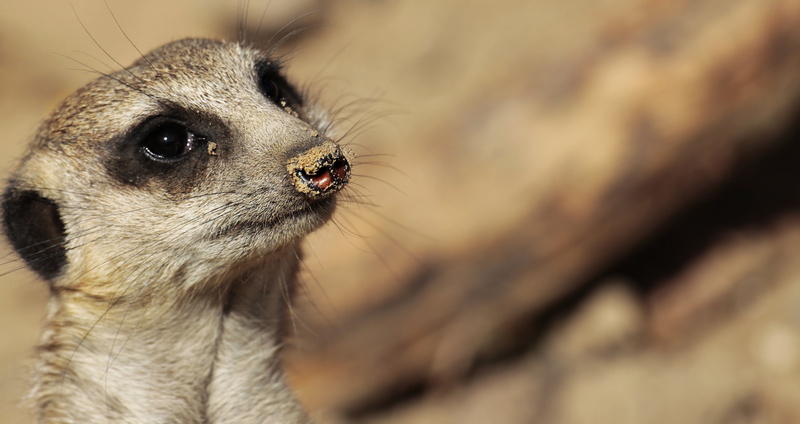 guard, animal body part, animal eye, wildlife photography, fauna, sweet, suricata suricatta, curiosity, animal world, animal head, close-up, vertebrate