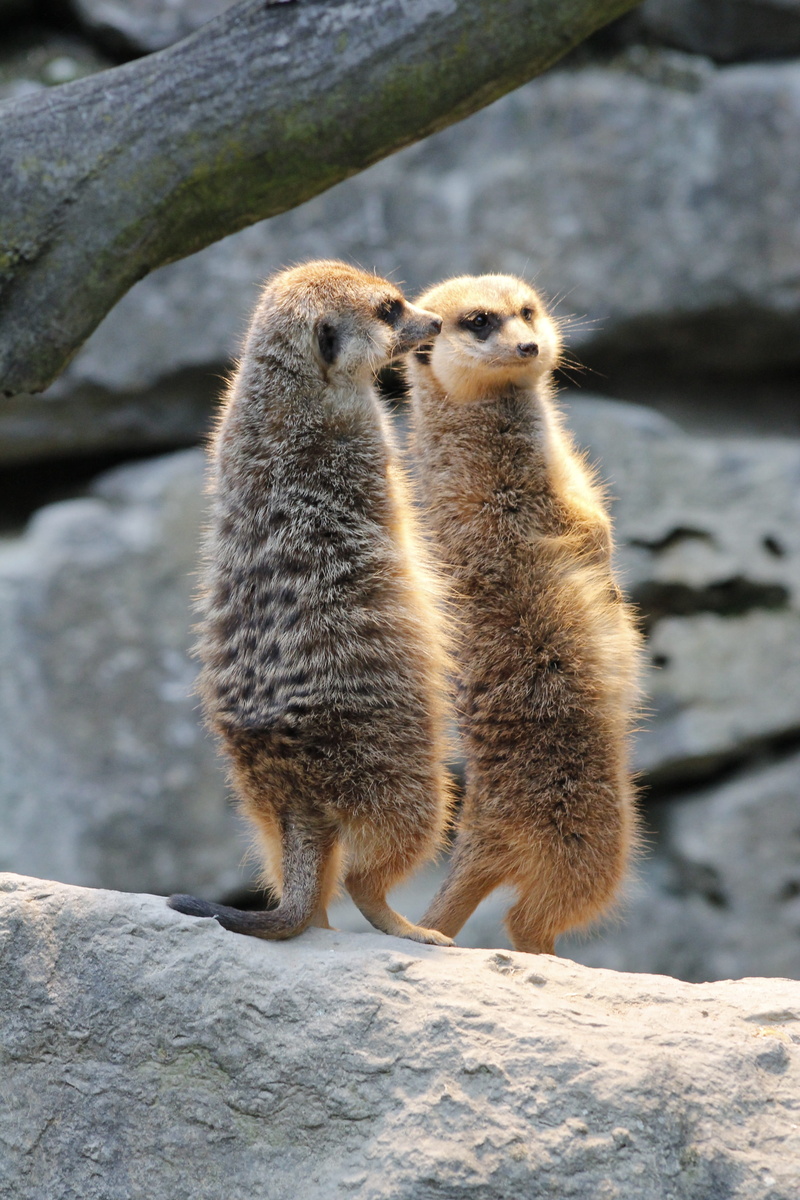 nature, animals in the wild, group of animals, focus on foreground, guard, mammal, outdoors, sunlight, meerkat, rock - object, no people, vertebrate, animals