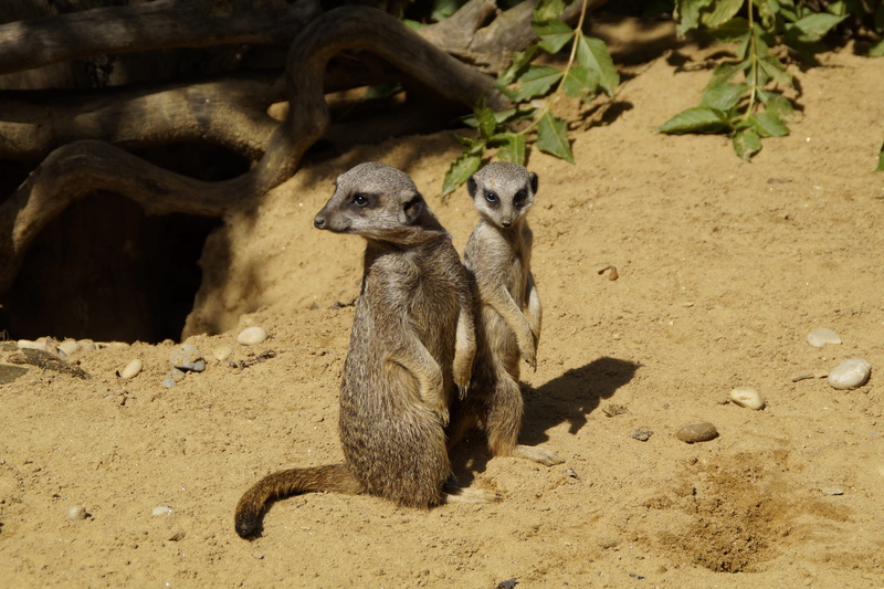 mammal, group picture, vigilant, 5K, Cute, group of animals, field, Animal World, creature, animal, young animal, outdoors, rock, mother and child, alertness