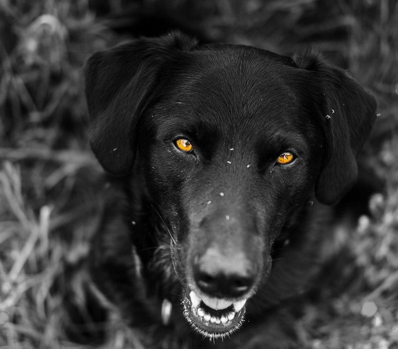 animal head, mammal, supervisor, animal world, vertebrate, portrait, animal themes, reliable, border collie, hair, no people, protector, eyes, labrador retriever