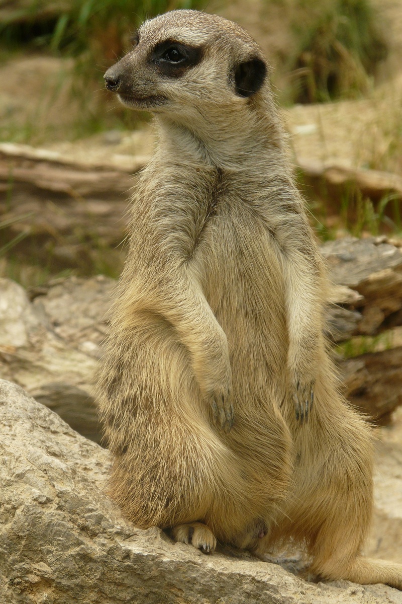 looking away, wildlife photography, guard, one animal, watch, animals in the wild, wildlife, meerkat, field, land, animal, animal themes, looking, nature