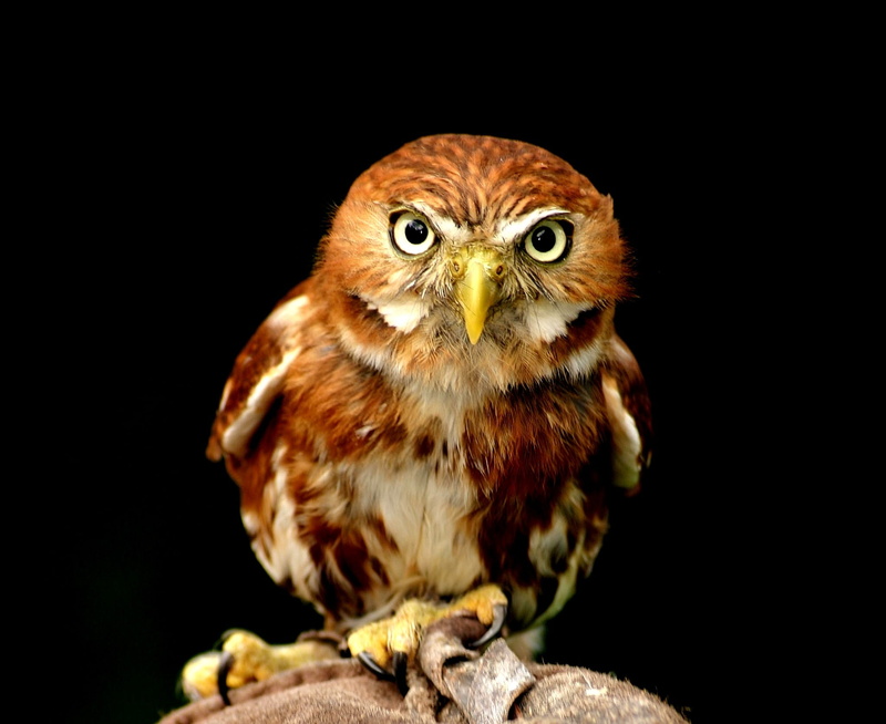 face, wildlife, lighted eyes, animal eye, animal world, eyes, front view, looking at camera, portrait eyes, view, one animal, vertebrate, night active