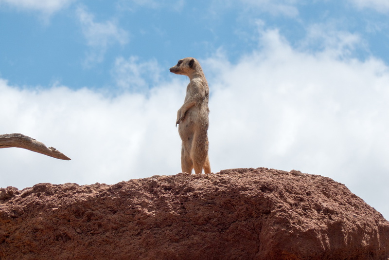 keep an eye out, domestic, brown, animal wildlife, animals in the wild, animal, pets, guard, animal themes, 4K, cloud - sky, rock, domestic animals, canine