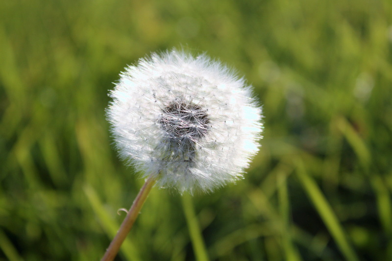 dandelion, polyana, nature, sonchus oleraceus, pollen, the delicacy, fluff, plant, close-up, white color, no people, dandelion seed, green, summer, flowers