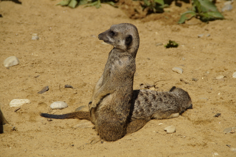 animal world, animal themes, meerkat, animal wildlife, focus on foreground, curious, cute, guard, nature, full length, one animal, small animal, supervisor
