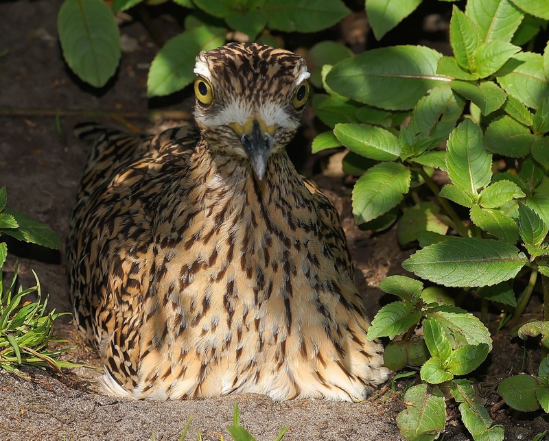 animals in the wild, attention, day, bird, vigilant, hatching, leaf, mother bird, animal wildlife, guard, 1080P, green color, bird of prey, animal themes