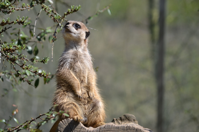 looking, brown, nature, land, mammal, day, zoo, focus on foreground, meerkat, plant, supervisor, one animal, vertebrate, 4K, animal wildlife, looking away