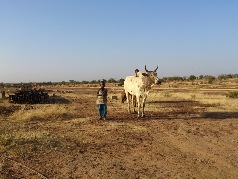 burkina faso, desert, environment, group of animals, sand, domestic, animal, animals in the wild, no people, vertebrate, work, animal wildlife, animal themes