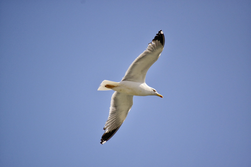 outdoors, mid-air, seagull, peace, wing, low angle view, unique, copy space, 4K, individuality, animal Wing, flying, Nature, clear sky, animal wildlife