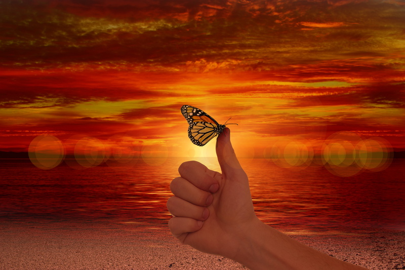 human limb, orange color, s, person, agree, 5K, one person, lifestyles, human body part, like, animal wing, ease, human finger, ocean, butterfly, beach