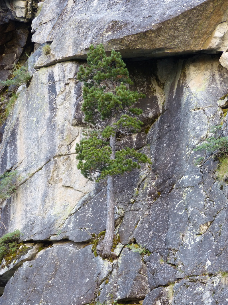 pine, plant, low angle view, rock formation, nature, growth, stone wall, resistance, rock - object, weathered, flowing water, close-up, wall - building feature