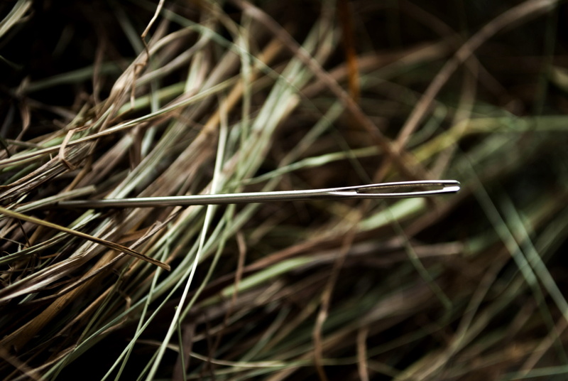blade of grass, vulnerability, animal themes, hay, grass, outdoors, close-up, dry, field, nature, selective focus, needle in a haystack, tranquility, metaphor