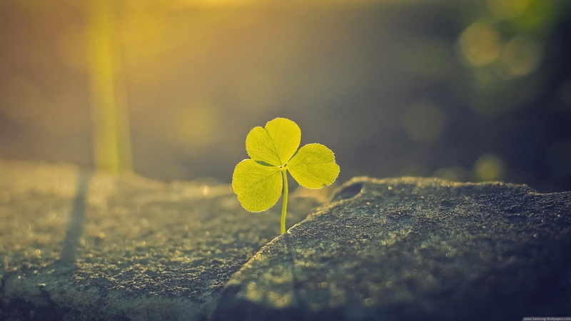 other, nature, luck, entertainment, people, 1080P, find