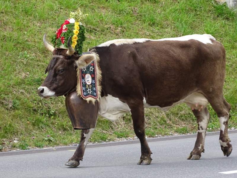standing, herbivorous, domestic animals, no people, animal, domestic cattle, animal wildlife, mammal, vertebrate, field, outdoors, domestic, road, animal themes