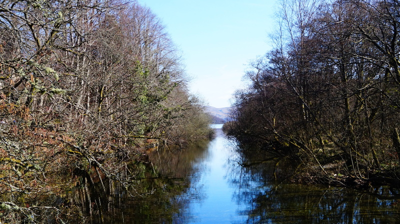 scenics - nature, flowing, lake, plants, water, day, non-urban scene, nature, march, outdoors, river, plant, tranquil scene, forest, growth, the bushes
