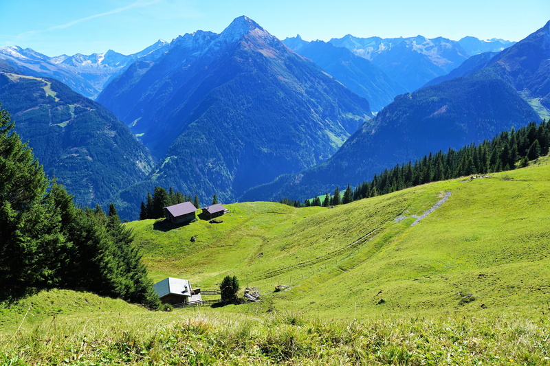 autumn, holidays, growth, tree, meadow, nature, scenics - nature, day, field, land, environment, tranquility, beauty in nature, summer, snowcapped mountain