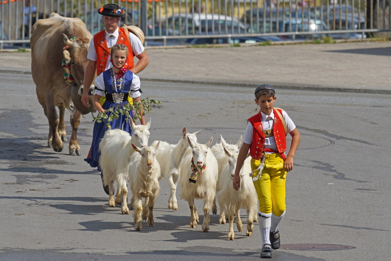 alp output, farmers, appenzeller, group of people, innerrhoden, cattle, child, outdoors, men, pets, portrait, males, domestic animals, Alp, color Image