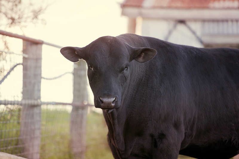 day, no people, pedigree, bull, cattle, farm, one animal, fence, barrier, animal head, domestic cattle, outdoors, pets, farming, vertebrate, cow, animal themes